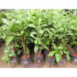 Cây Ổi Ruby Ruột Đỏ Thái Lan