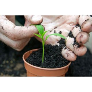 1 kg giá thể chuyên gieo hạt và nuôi dưỡng cây con