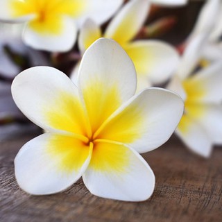 HƯƠNG HOA SỨ (FRANGIPANI)