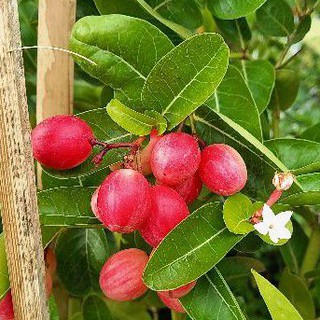 Cây siro giống - cây cảnh đẹp giá rẻ