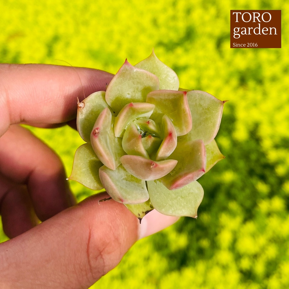 Sen đá đế vương xám Đà Lạt size mini cây cảnh trang trí nhà cửa Toro garden