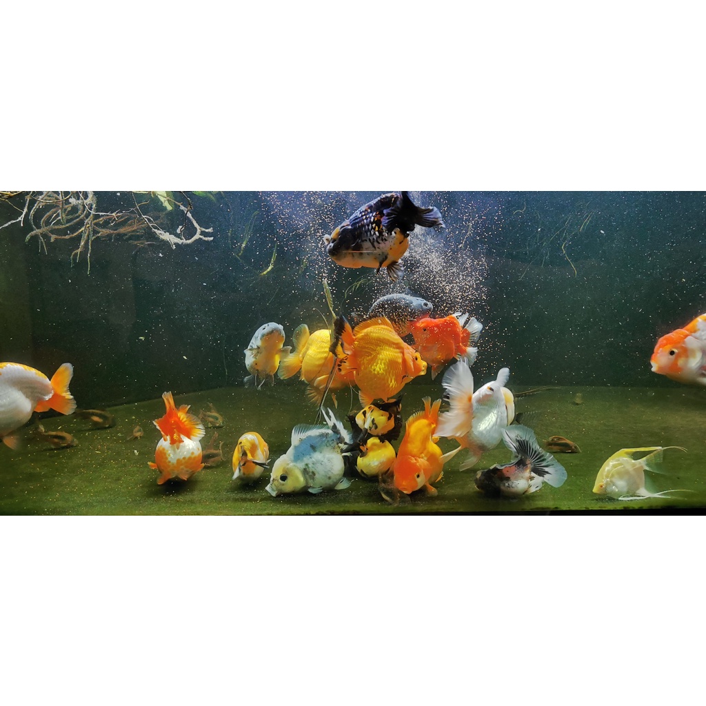 Cám Cá Vàng HULX Super Red - Tăng màu mạnh mẽ cho cá và tăng trưởng cao