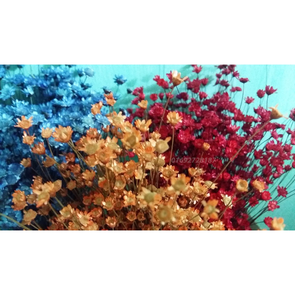 Glixia - cúc bất tử( còn gọi là snowy - hoa tuyết nhiệt đới)