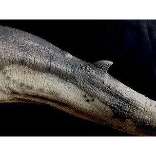 Mô hình PNSO Cá voi Tiền sử Basilosaurus