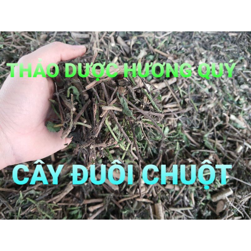 1 KG CÂY ĐUÔI CHUỘT KHÔ, XANH, SẠCH (TỐT CHO NGƯỜI BỊ MỤN NHỌT, THẤP KHỚP, ỈA CHẢY)