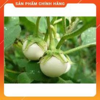 HẠT GIỐNG CÀ PHÁO TRẮNG CAO SẢN