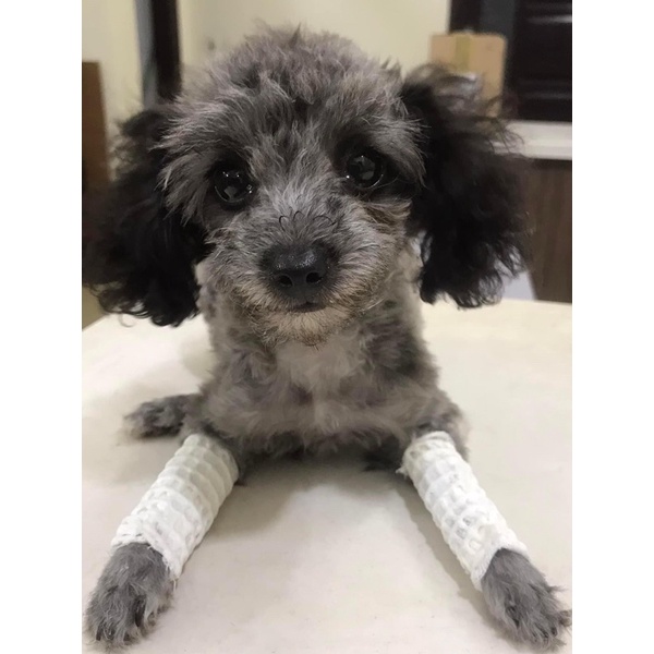 BĂNG BÓ BỘT DÀNH CHO CHÓ MÈO