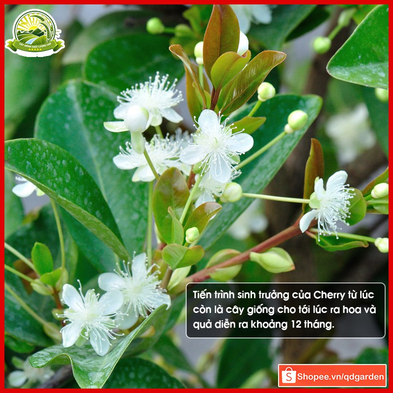 Combo 2 cây Cherry Brazil nhiệt đới - cây con giống khỏe dễ sống phù hợp các vùng miền khí hậu Việt Nam - QD33 (2)