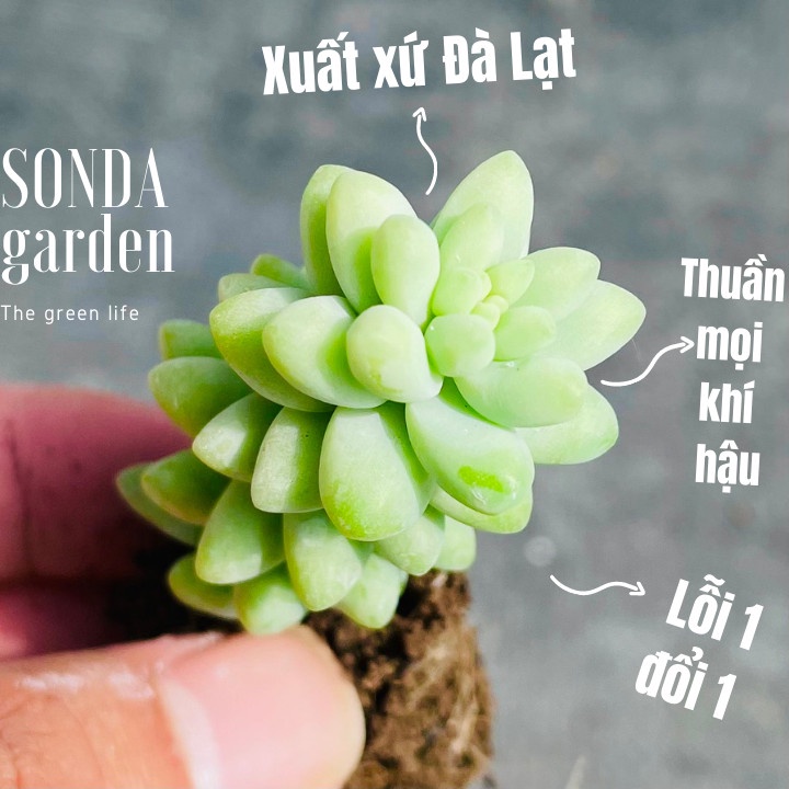 Sen Đá Chuỗi Ngọc Bi Sonda Garden Size Mini 2.5 - 4Cm, Cây Cảnh Trang Trí Nhà Cửa, Lỗi 1 Đổi 1
