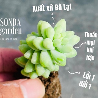 Sen đá chuỗi ngọc bi SONDA GARDEN size mini 2.5-4cm, xuất xứ Đà Lạt