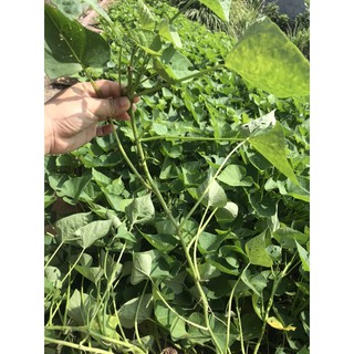 Rau lang Nhật trắng siêu ngọn- dăm cành ( combo 5 dây giống 30cm)