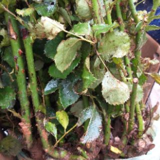 Hồng cổ  nhiều màu