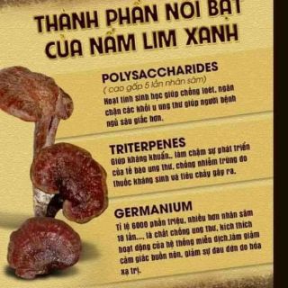 NẤM LIM XANH RỪNG(gói 1kg loại to,đẹp)