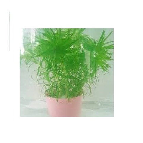 Cây Tonia_Thái dương thảo _Cây thủy sinh Cắt Cắm full lá nước