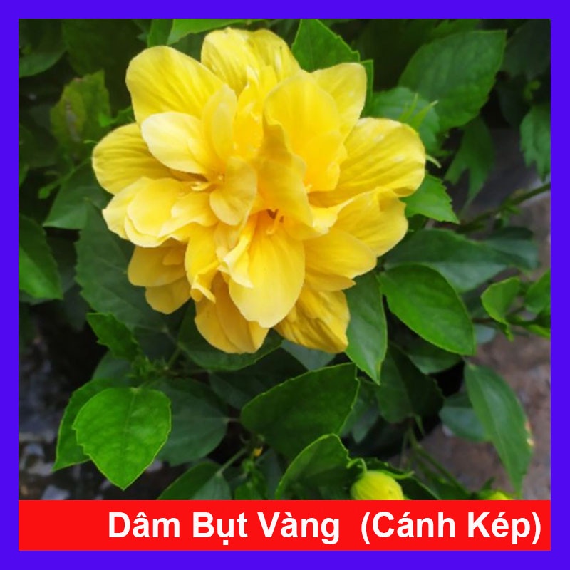 Cây Hoa Dâm Bụt cánh kép (Màu Vàng) - cây cảnh trong nhà - caykiengsadec