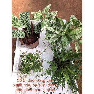 Chậu cứng Combo 4 loại: Lan đồng tiền, đuôi công vân xanh, trầu bà sữa, dương xỉ xaphia