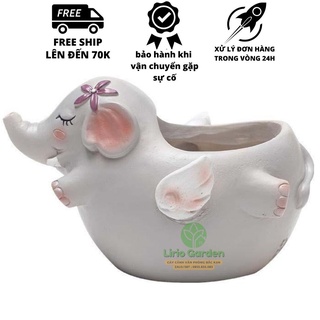 Chậu cây voi tím than có cánh