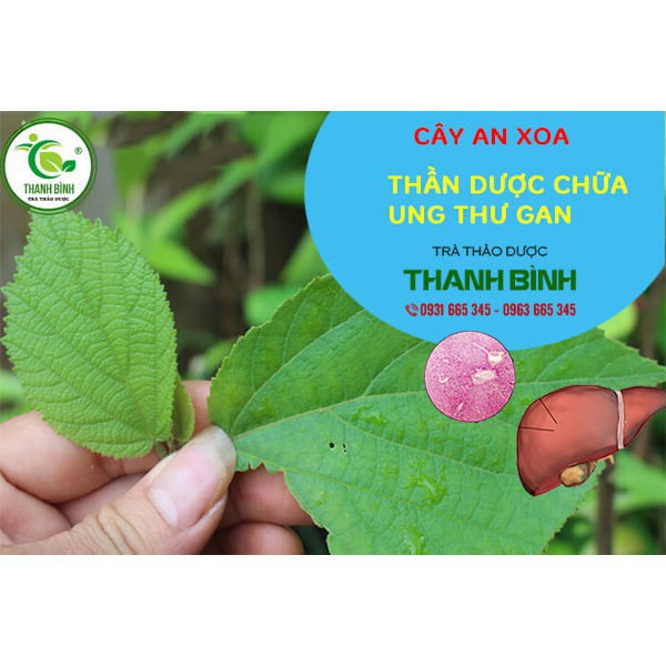 Cây An Xoa Khô 500g - Hàng Loại 1 - Thảo Dược Thanh Bình