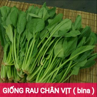 hạt giống rau bina ( cải bó xôi )