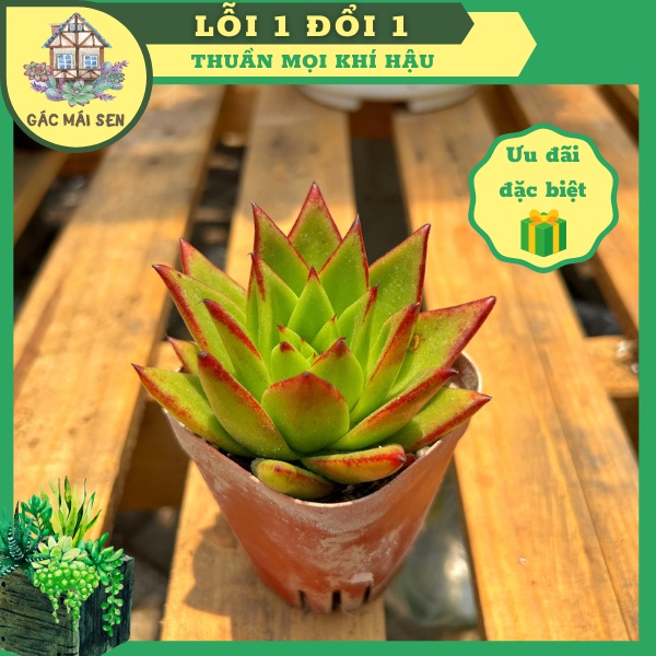 SEN ĐÁ ĐẾ VƯƠNG 8 - 10 CM GÁC MÁI SEN - THUẦN KHÍ HẬU NÓNG ĐẢM BẢO TO KHỎE ĐẸP
