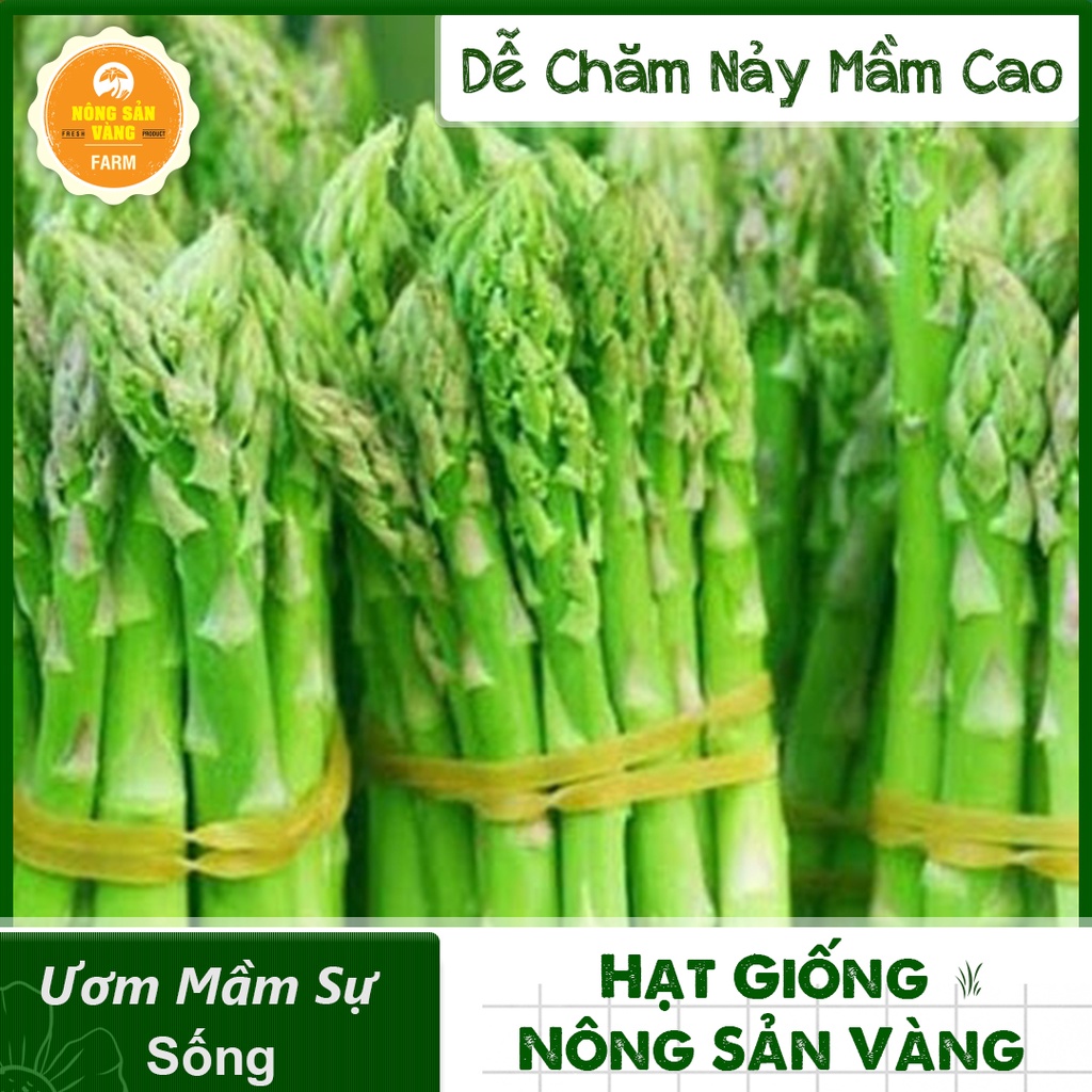 Hạt giống Măng Tây Xanh ( Gói 20 Hạt ) - Nông Sản Vàng