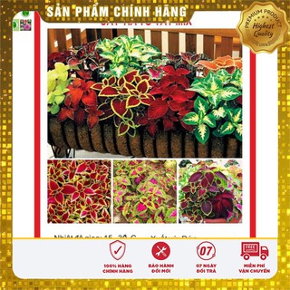Hạt Giống Cây Tia Tô Cảnh