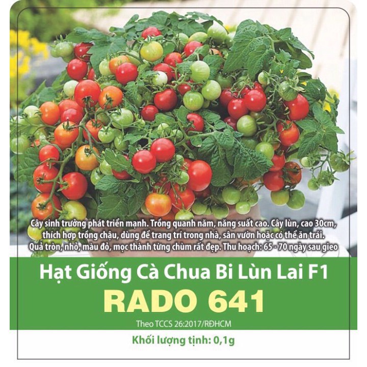 [ Rạng Đông] Hạt Giống Cà Chua Bi Lùn Lai F1 Rado 641, Siêu Trái 0,1g