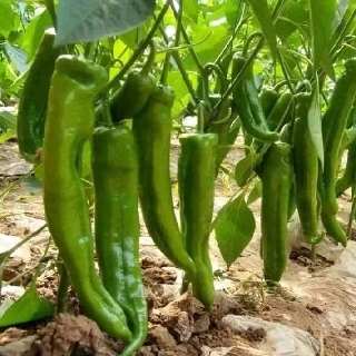500 hạt ớt sừng bò ngọt