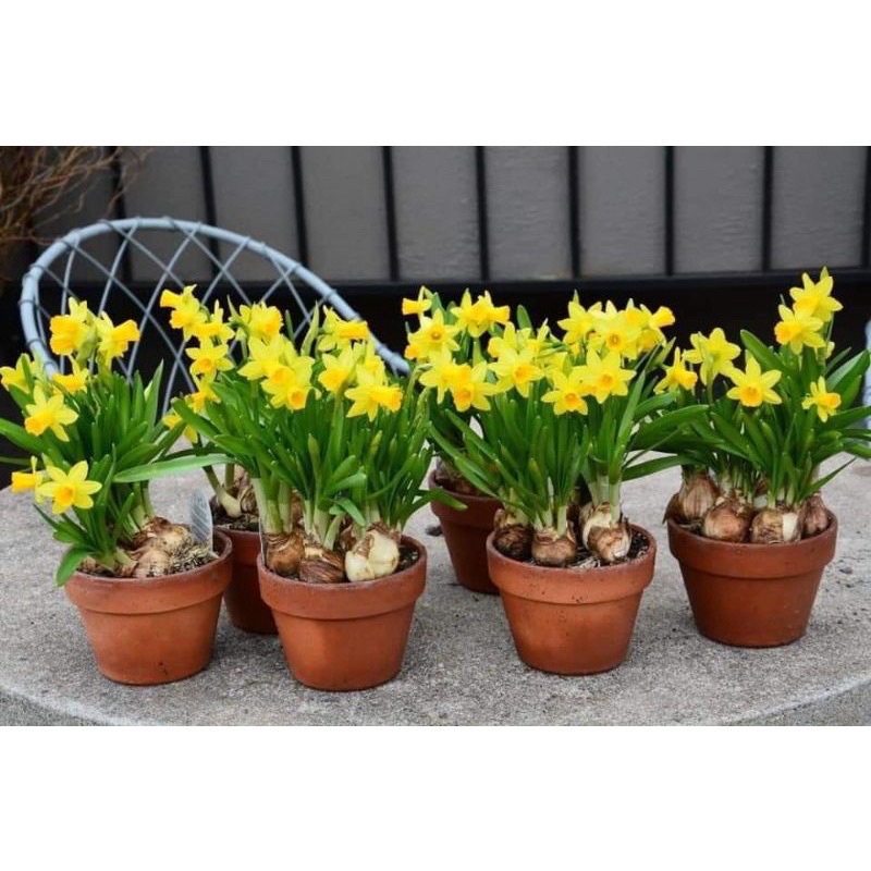 10 Củ hoa thuỷ tiên kép HOA TẾT