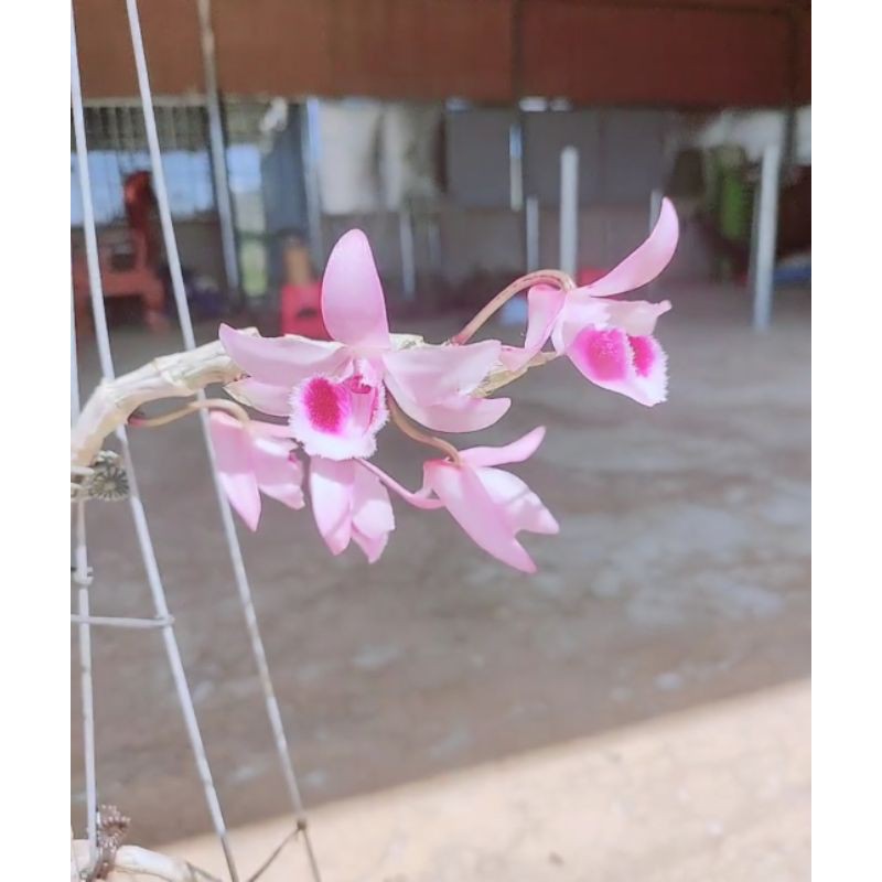Phi điệp - giả hạc cánh bầu mắt đỏ