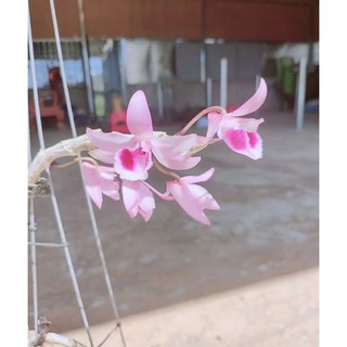 Phi điệp - giả hạc cánh bầu mắt đỏ