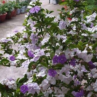 Hoa Nhài Nhật giống ( ẢNH THẬT CUỐI)
