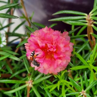 Mười giờ Thái kép CAM ĐÀO - 10 cành giống