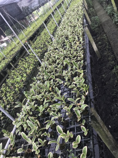 Hoa lan thongchai gold