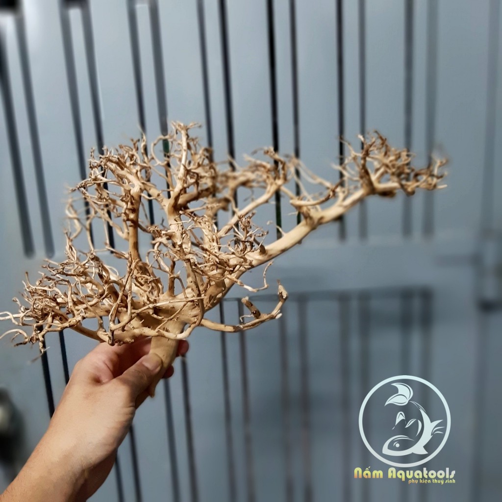 Lũa Kim Tuyến dáng Bonsai Mini | Dùng làm Bonsai - Tiểu Cảnh Sen Đá hoặc Ghép Layout Bể Cá Thuỷ Sinh