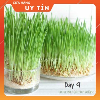 0.5KG CỎ LÚA MẠCH NHẬP KHẨU ÚC - DATE MỚI