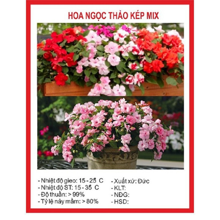 Hạt giống hoa Ngọc Thảo- Mai địa thảo kép MIX nhiều màu gói 20 hạt xuất xứ Đức luckyseed hạt siêu rẻ