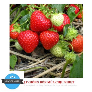 Hạt giống Dâu tây Nhật quả TO, siêu ngọt (100 hạt)