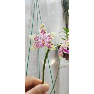 Hồ điệp vân thơm cây đang ngồng hoa