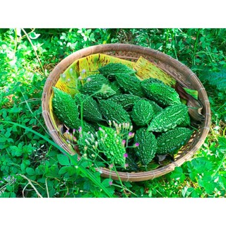 1gr hạt giống mướp đắng ( khổ qua ) rừng , tỉ lệ nảy mầm trên 90%