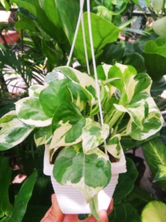 Trầu bà cẩm thạch