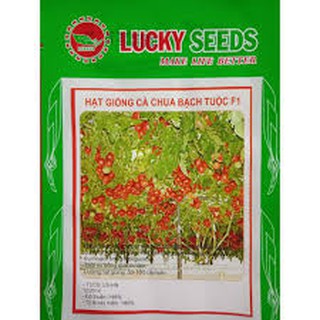 Hạt giống cà chua bạch tuộc (leo giàn) 4Hạt