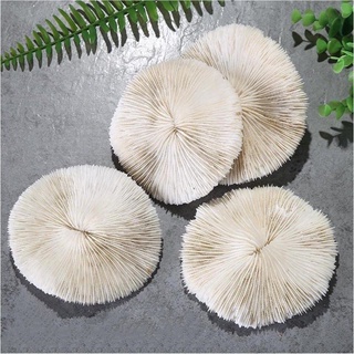 San hô chụp ảnh mẫu - ann933233