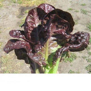 Hạt giống xà lách romaine đỏ 2gr
