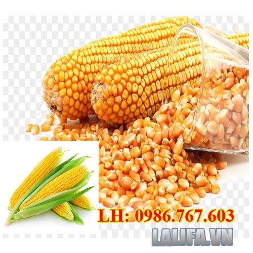 [ 1KG ] BẮP NỔ MỸ ( DÙNG LÀM BẮP RANG BƠ)