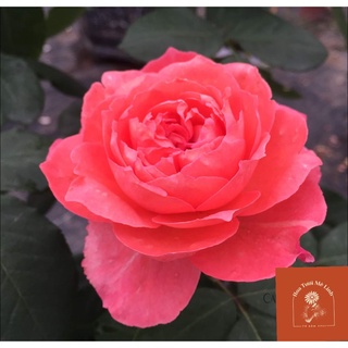 Hoa hồng ngoại Corail Gelee rose – Cô gái đỏng đảnh đến từ xứ sở mặt trời mặt-HoaTuoiMeLinh