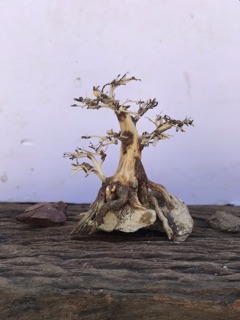 Bonsai cho bể cá thuỷ sinh 20x15