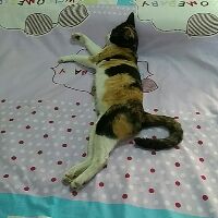 Bộ Lưu Điện Trung Yan