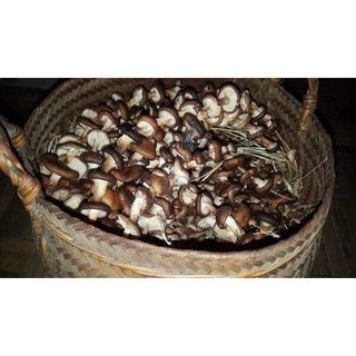 Nấm hương rừng tây bắc