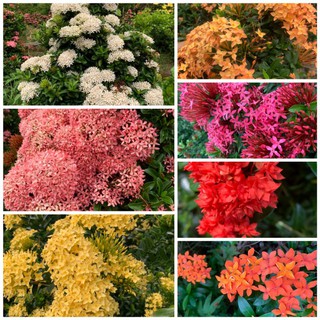 cây giống bông trang(mẫu đơn)